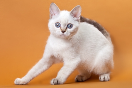 British kitten on yellow backgroundの写真素材