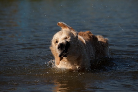 Golden retriever in outdoor settingsの写真素材