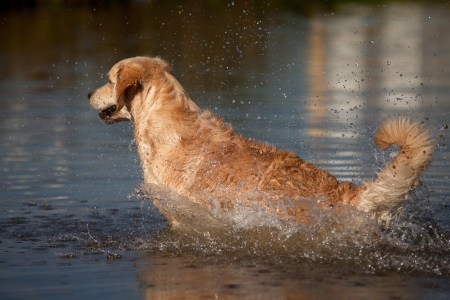 Golden retriever in outdoor settingsの写真素材