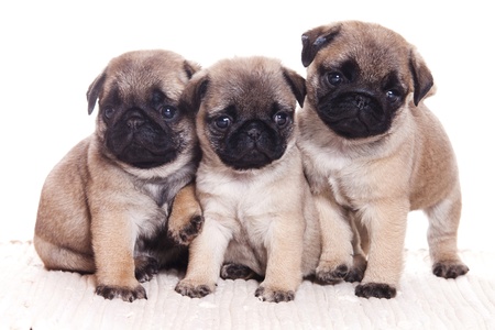 Pug dog on white backgroundの写真素材