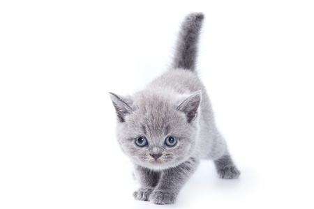 British kitten on white backgroundの写真素材
