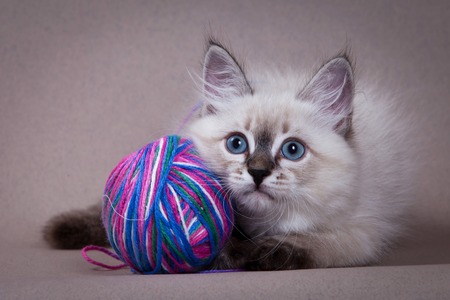 Siberian kitten and a ball of woolの写真素材