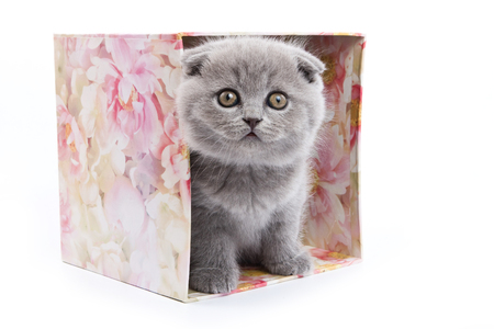 British kitten in a box and looking at the camera (isolated on white)の写真素材
