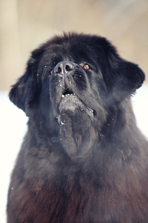 Newfoundland dog portrait in winterの写真素材