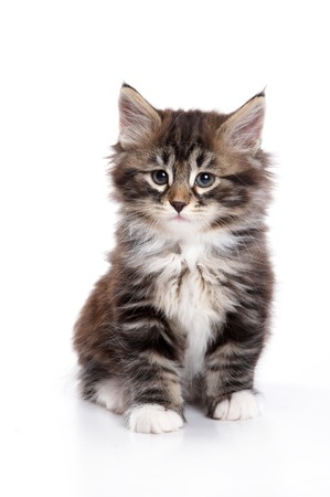Fluffy kitten sitting and looking at the camera (isolated on white)の写真素材
