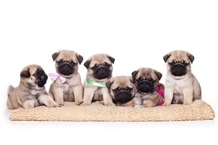 Six pug puppies sitting and looking at the camera (isolated on white)の写真素材