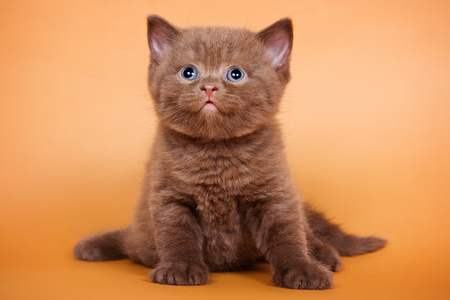 Brown kitten sitting and looking up on a brown backgroundの写真素材