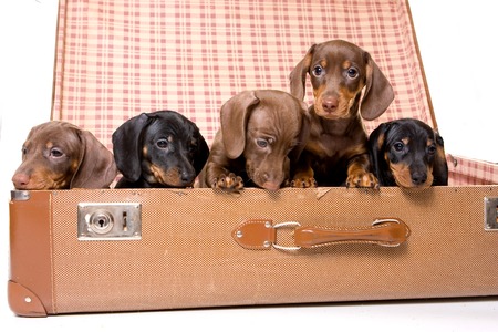Five dachshund puppies in a suitcase (isolated on white)の写真素材