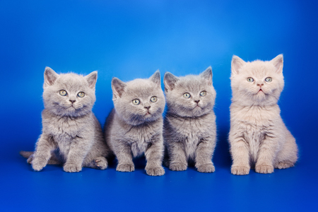 Four gray kitten British sit on a blue backgroundの写真素材