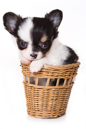Cute chihuahua puppy in a basket (isolated on white)の写真素材