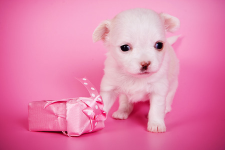 Cute white chihuahua puppy dog on a pink backgroundの写真素材