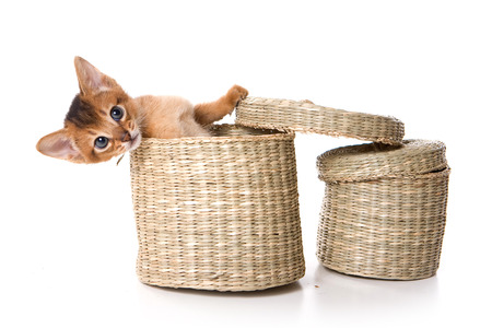 Red Abyssinian kitten in a box (isolated on white)の写真素材