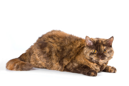 Fluffy brown cat (isolated on white)の写真素材