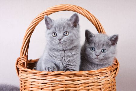 Several gray kitten British cat and basketの写真素材
