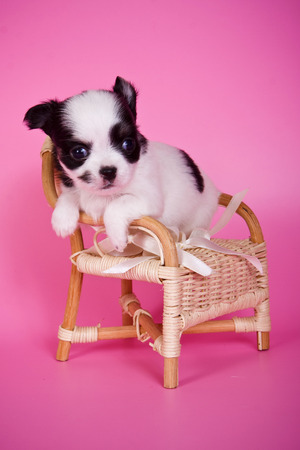 Cute white chihuahua puppy dog on a pink background and a chairの写真素材