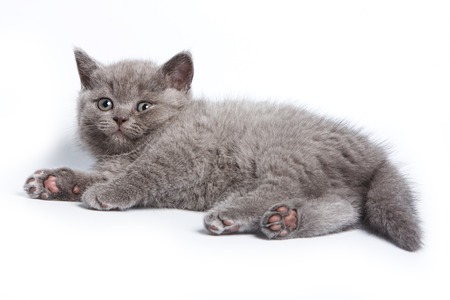 Funny kitten British cat (isolated on white)の写真素材