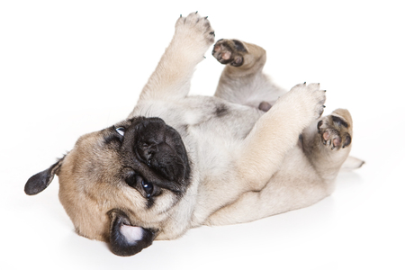 Puppy pug (isolated on white)の写真素材