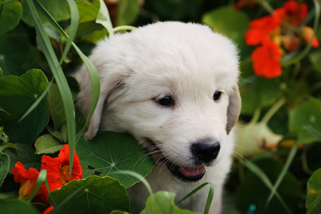 Labrador puppy dog on the grass in the sunの写真素材