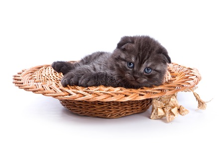 Funny kitten British cat (isolated on white)の写真素材