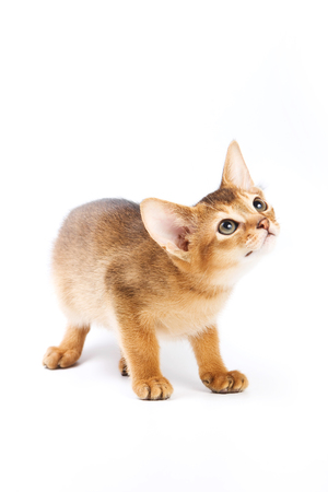 Ginger kitten Abyssinian (isolated on white)の写真素材