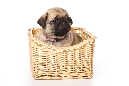 Pug puppy in a basket (isolated on white)の写真素材