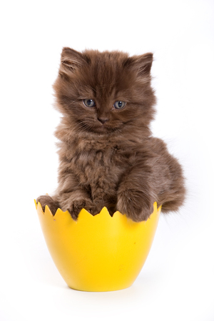 Funny kitten British cat (isolated on white)の写真素材