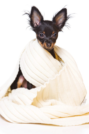 Toy Terrier dog and a white scarf (isolated on white)の写真素材