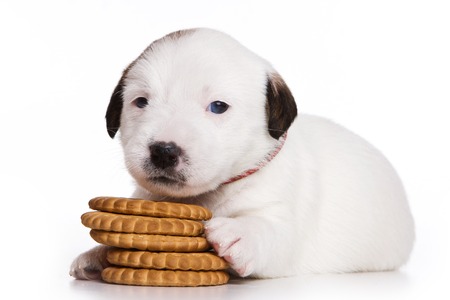 Puppy Dog Jack Russell Terrier and cookies (isolated on white)の写真素材