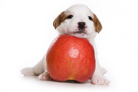 Puppy Dog Jack Russell Terrier and apple (isolated on white)の写真素材