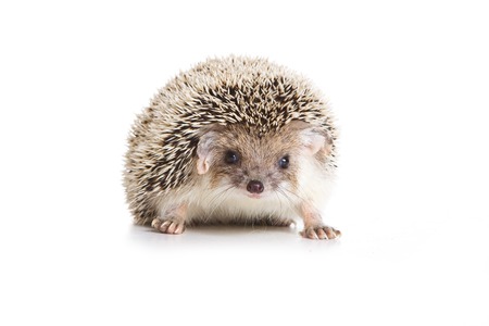 Eared hedgehog (isolated on white)の写真素材