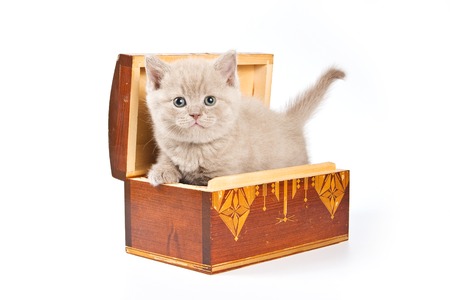 Fluffy kitty British cat sitting in a chest (isolated on white)の写真素材