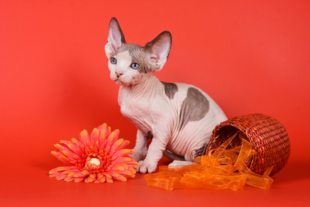 Kitten sphinx cat bald and gerbera flowers on a red backgroundの写真素材