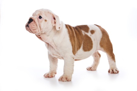 Cute english bulldog puppy (isolated on white)の写真素材