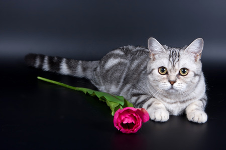 British kitten cat on a black backgroundの写真素材