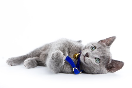 Fluffy gray kitten of a Russian blue cat in a collar (isolated on white)の写真素材