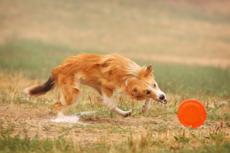 Border collie dog runs after frisbee in the fieldの写真素材