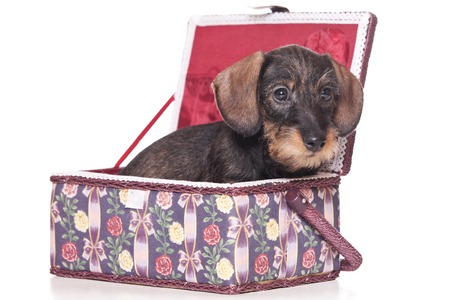 Puppy dog dachshund inside in a box (isolated on white)の写真素材