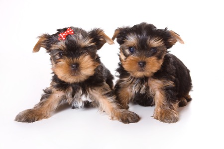 Two cute puppy Yorkshire terrier dog with a red bow (isolated on white)の写真素材