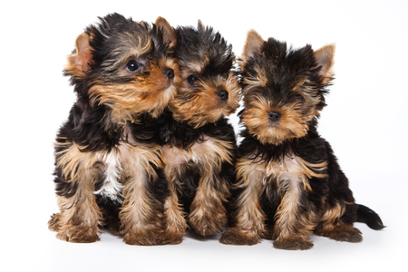 Three fluffy cute puppy york (isolated on white)の写真素材