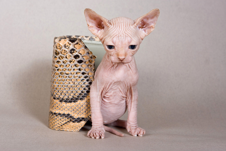 Bald kitten sphinx on a gray backgroundの写真素材