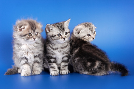 Three fluffy kitten skotish fold on a blue backgroundの写真素材