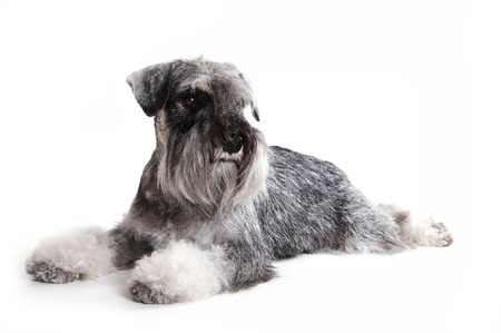 Mittelschnauzer (isolated on white)の写真素材