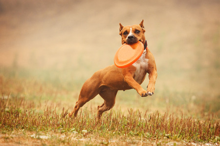 A dog Staffordshire Terrier runs after a frisbee in the fieldの写真素材