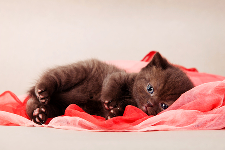 furry brown kitten of a British cat in a red scarf on a gray backgroundの写真素材