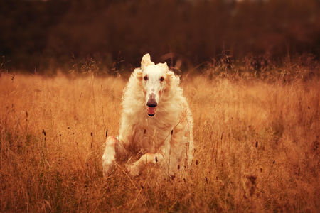 A dog in a field in the field runs and playsの写真素材