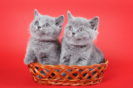 Two gray kittens of a British cat in a basket on a red backgroundの写真素材