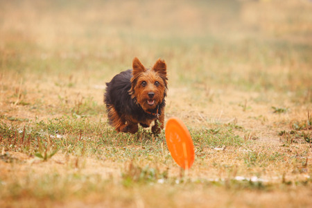 A dog terrier runs after a frisbee in the fieldの写真素材