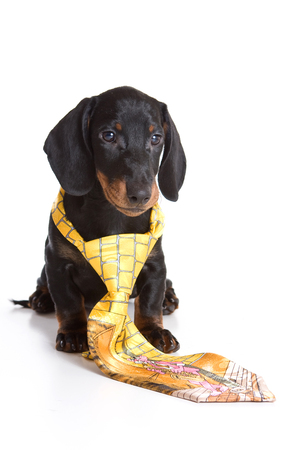 Cute dachshund puppy and tie (isolated on white)の写真素材