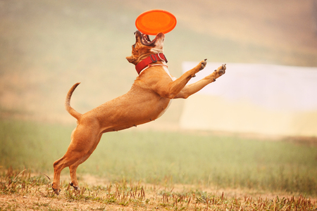 A dog Staffordshire Terrier runs after a frisbee in the fieldの写真素材