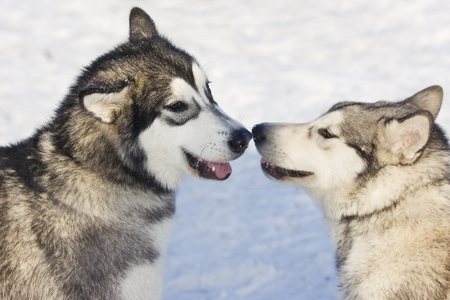 Husky dogs in the winter in the snow on the streetの写真素材